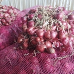 Dugaan Peredaran Bawang Merah Ilegal di Sumatera Utara