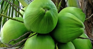 Manfaat Air Kelapa