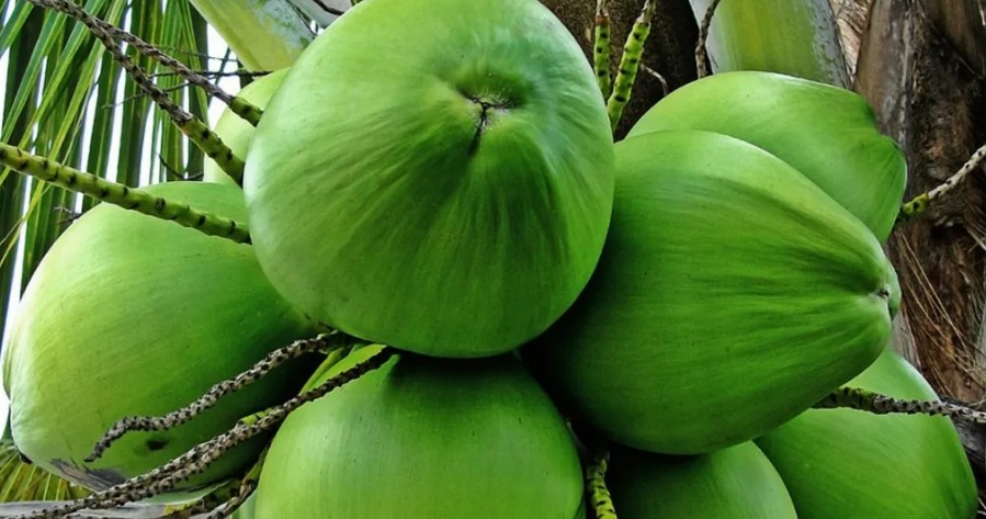 Manfaat Air Kelapa